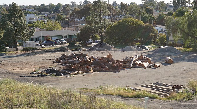 Remains of huge eucalyptus trees that were recently removed from Collier Park.