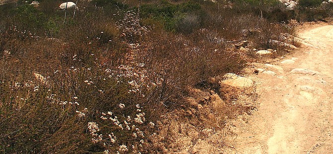 Buckwheat along Rancho Bernardo trail - Image by chendri887