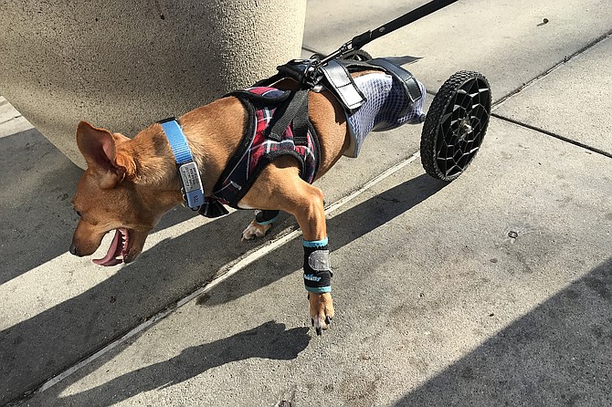 Double amputee Teo uses wheels to replace her back legs.