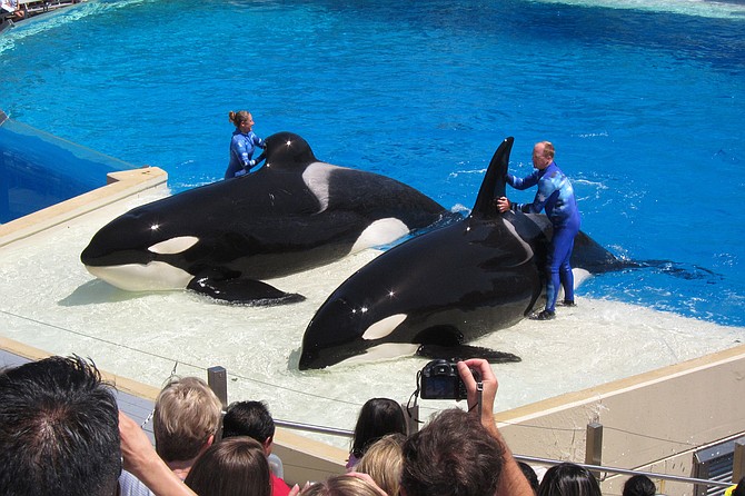 Last year, SeaWorld Parks and Entertainment came up with a free ticket worth $80 for Ninth District council man and council president Sean Elo-Rivera to attend a SeaWorld reception.