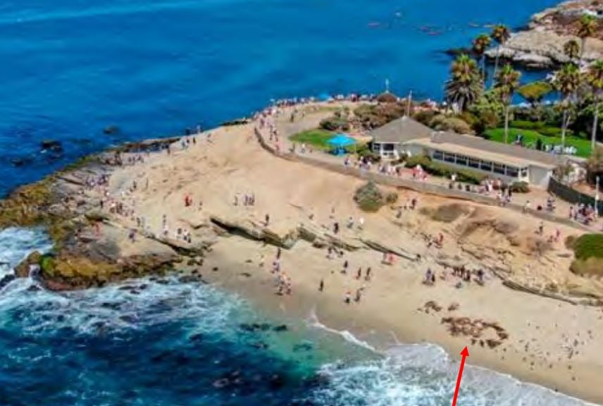 Humans will be kept away from La Jolla sea lions May-October | San ...