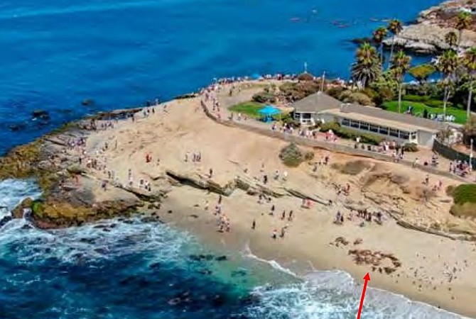 Guest commentary: More seals and sea lions in La Jolla could be a