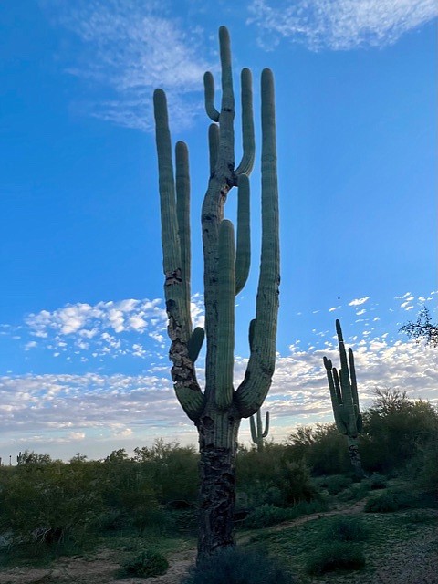 Saguaro cacti at MacDonald's Ranch
