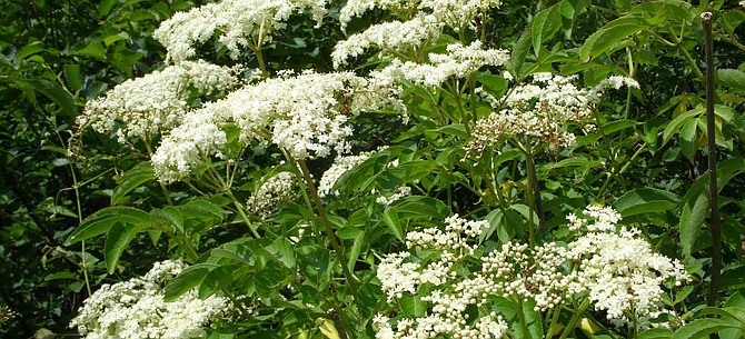 Elderberry blossoms can be seen in Tecolote Canyon and Los Peñasquitos Canyon Preserve.