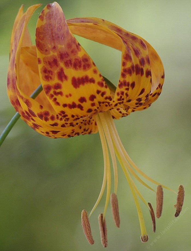 Humboldt lily