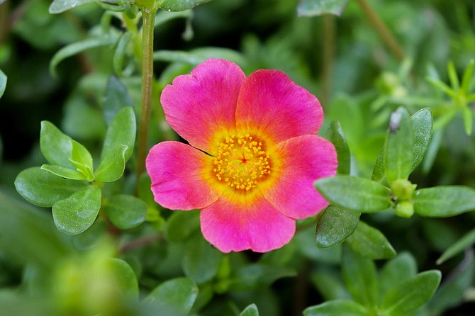 By June and July, the rose bloom will reach the Laguna Mountains.