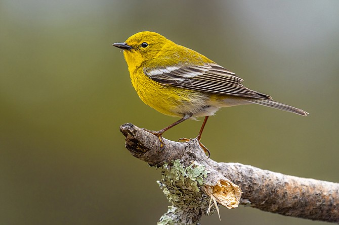 Warblers crawl along trees limbs and branches to dine on their favorite insects