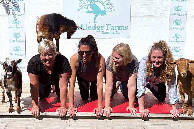 Goat yoga at Blackledge Farms