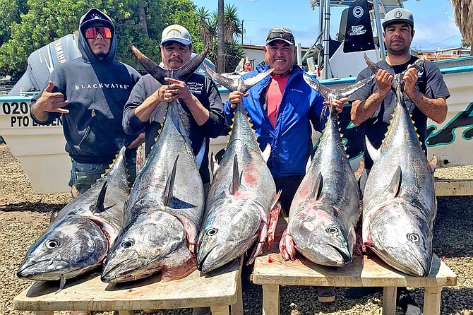 Quality bluefin just outside Ensenada are biting well for Blackfin Sportfishing clients.