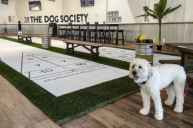 Where dogs may watch their owners play shuffleboard