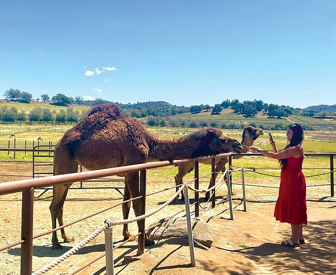 Oasis Camel Diary sits on the border of Ramona near Julian.