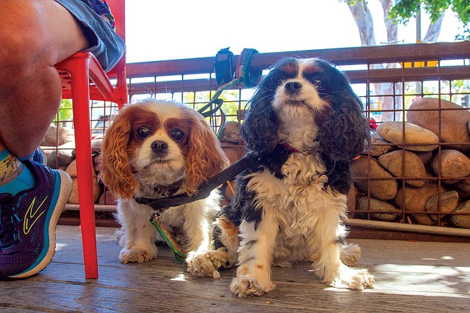 Peter Meade, who runs his own marketing firm with his wife, owns two Cavalier King Charles Spaniels, Mr. Darcy and Lizzy. Both dogs are graduates of Canine Good Citizenship training.