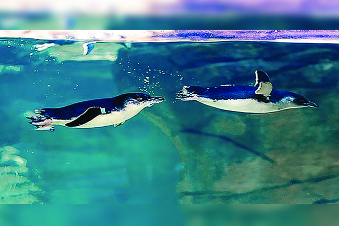 Follow the world’s smallest penguins on their journey from hatchlings to adults, highlighting the challenges they face in a changing climate.