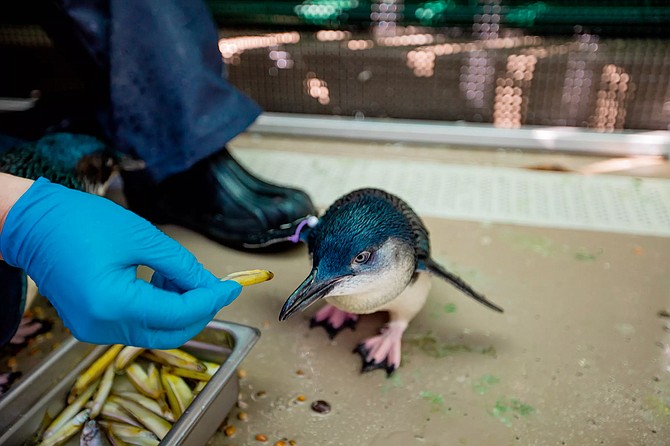 “We hope that one look at their awkward waddling, their pint-sized bodies, torpedo swimming and social nature will leave our guests enchanted, and wanting to learn how to aid in conservation efforts.”