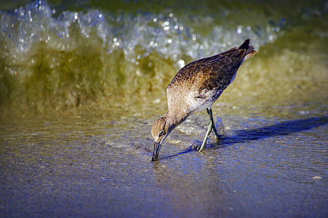A willet trolls the surf at low tide.
