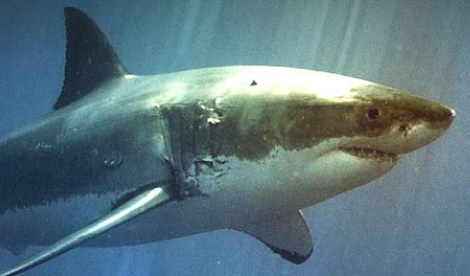CSULB is hosting a shark lab for families with kids at the Torrey Pines State Beach.