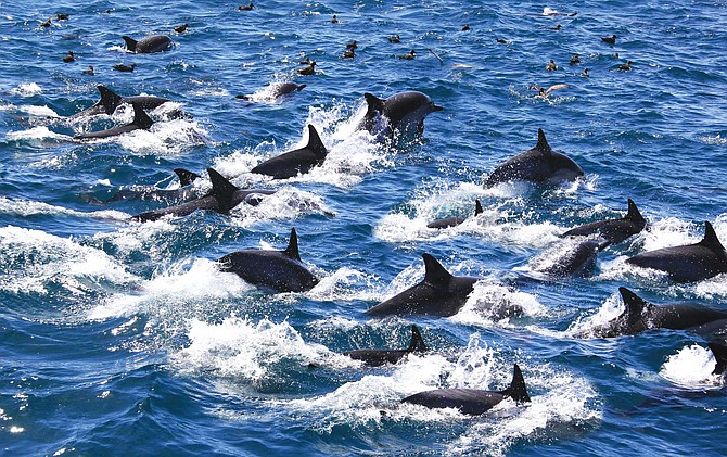 Quick as silver, they are upon us! Hundreds — literal hundreds! — of dolphins fast-tracking through the sea, metallic bombers with hourglass signatures on their sides.