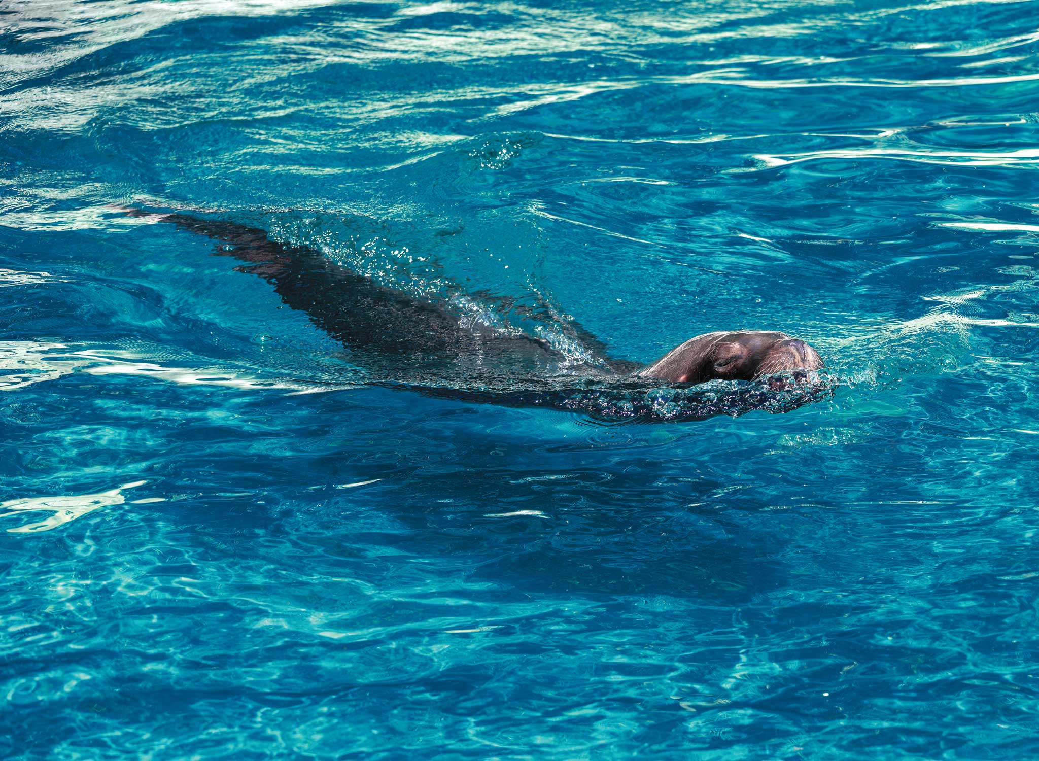 Guest commentary: More seals and sea lions in La Jolla could be a draw for  white sharks - La Jolla Light