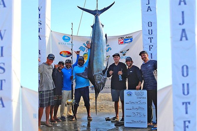 The big winner of the Bisbee’s East Cape Offshore Tournament was Team Stella June with this solid 375-pound black marlin worth 1.28 million dollars in prize money.