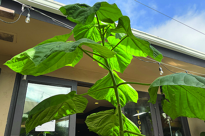 Mexican Pepper Leaf grows like Jack’s beanstalk.