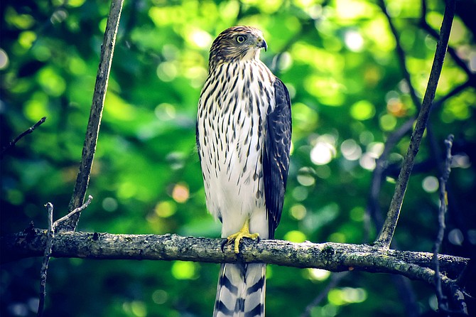 Cooper's Hawk