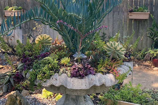 “The large blue-green tendrils of a chalk stick succulent shot forth, mimicking a water fountain.”