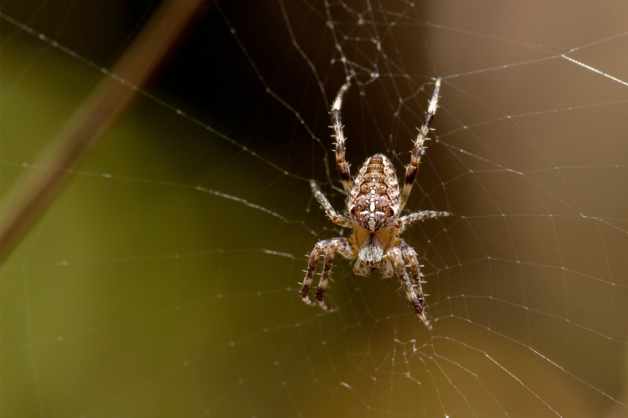 The Beauty and Benefits of San Diego Orb Weaver Spiders