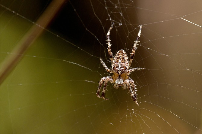 Orb Weaver Spiders often weave webs spanning sidewalks and driveways, watch out tall people!