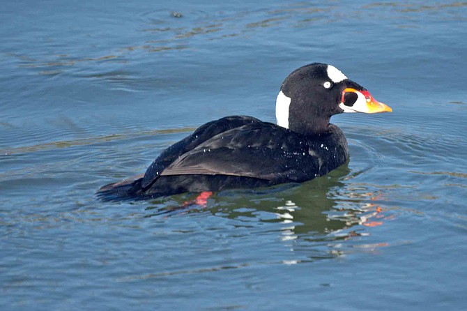 The surf scoter is a small sea duck with a bright yellow, orange, and white bill.