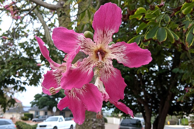 A Silk Floss tree flower on a gray October evening in Point Loma.