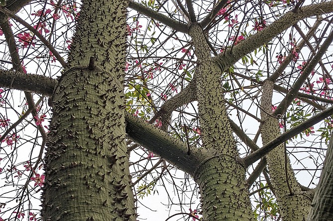 The Floss Silk tree has spikes covering the trunk to deter animals from climbing up.