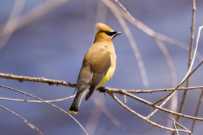 The Cedar Waxwing is named for its wax-like wing tips