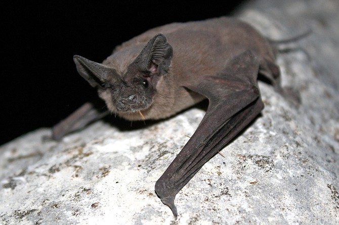 The Mexican Free-Tailed Bat prefers roosting in caves but will roost in any building with a dark recess.