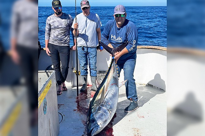 Trophy bluefin tuna caught aboard the Condor as the phenomenal bite continues into November.
