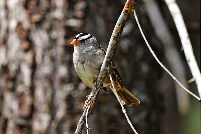 Close up of a White-crowned Sparrow perched on a branch.