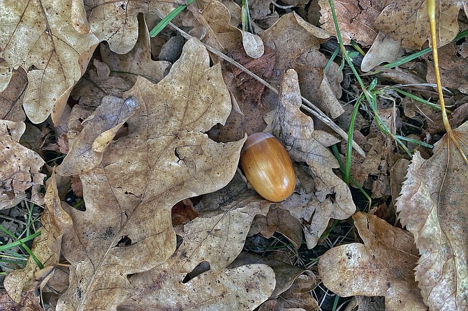 Acorn on a bed of leaves