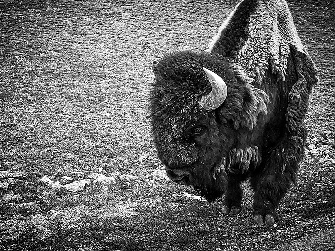 A bison moves in for its close up by the road through Yellowstone.