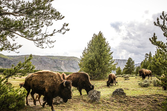 Under the big, bright skies of Montana, bison graze the grasslands of Yellowstone National Park.