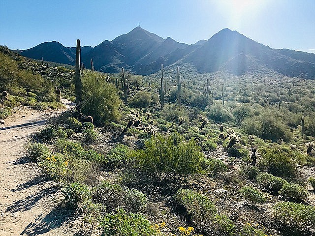 The McDowell Sonoran Preserve outside Scottsdale, AZ.