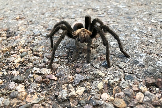 California Ebony Tarantulas are one of the two tarantulas native to San Diego County.