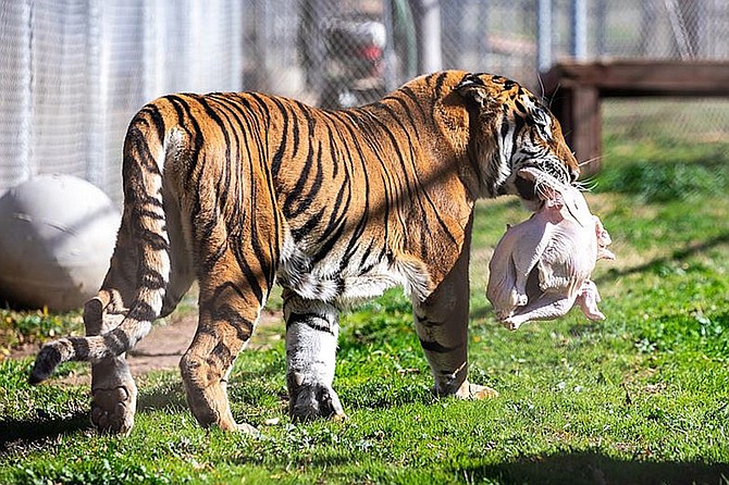 Come get watch our rescued big cats and bears enjoy their Thanksgiving feast at Lions Tigers & Bears the Friday or Saturday after Thanksgiving.