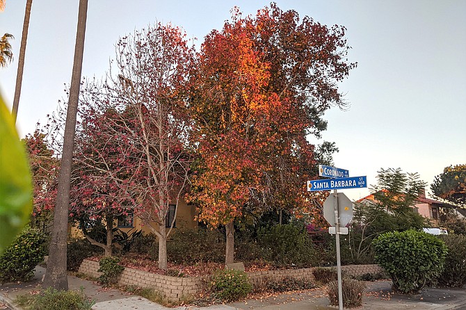 Two liquidambar trees in Point Loma, one almost completely bare next to another still with green leaves.