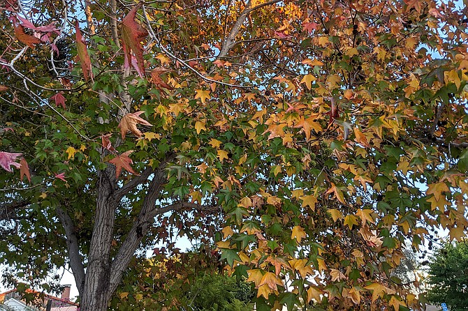 Liquidambars put on a show from Fall into Winter, turning from green to purple to red.