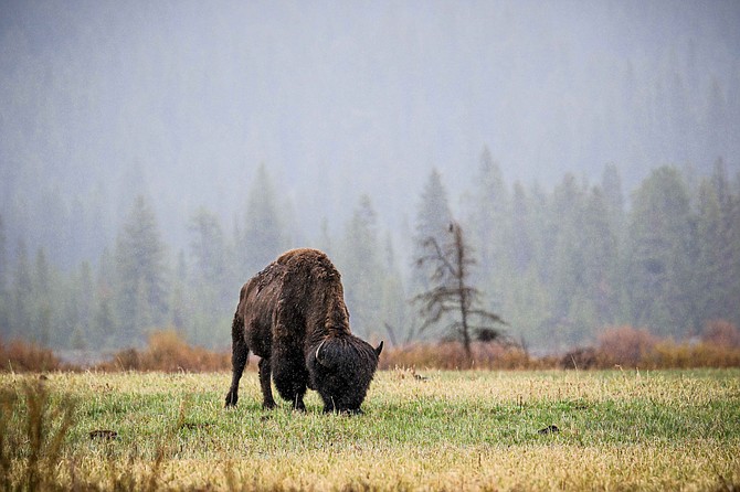 An American bison grazes the plains of Yellowstone National Park.
