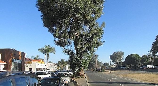 Part of the eucalyptus canopy that hovered over Highway 101, from Leucadia Boulevard to La Costa Avenue