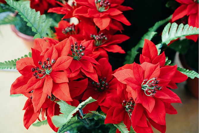Poinsettias prefer bright, indirect sunlight – direct sunlight can scorch their delicate leaves.
