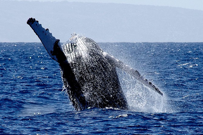 A breeching whale