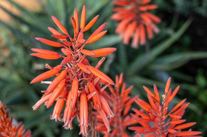 Butterflies and hummingbirds are attracted to the clusters of spiky, tube-shaped blooms that show up in winter.