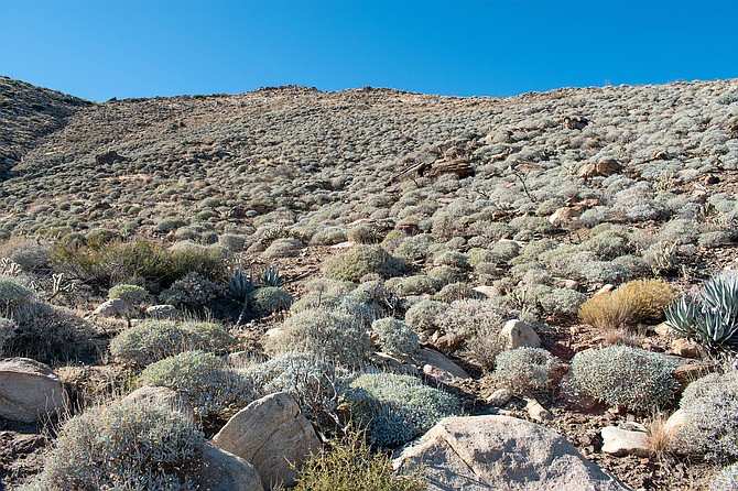 Climbing a slope of brittlebush