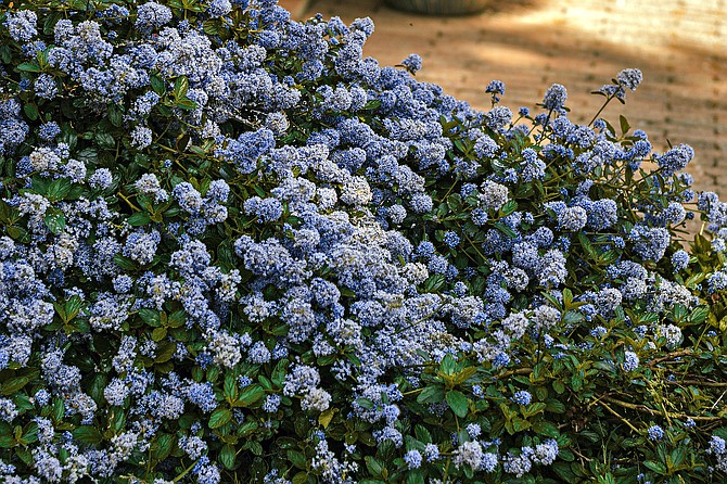 Few sights can match a field of purple-blue California wild lilac.